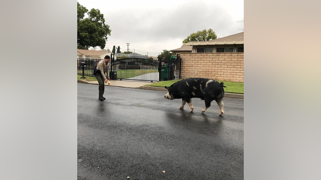 San Bernardino County Deputies use Doritos to coax wandering pig back to owner