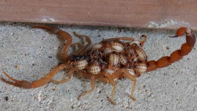 Scorpions hiding in homes for relief from Texas heat
