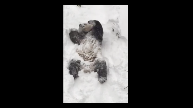 This panda thinks the D.C. blizzard is pure 'panda-monium'