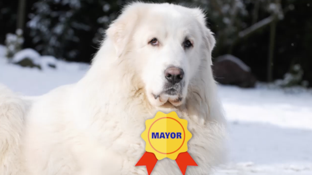 A dog from Minnesota was elected mayor