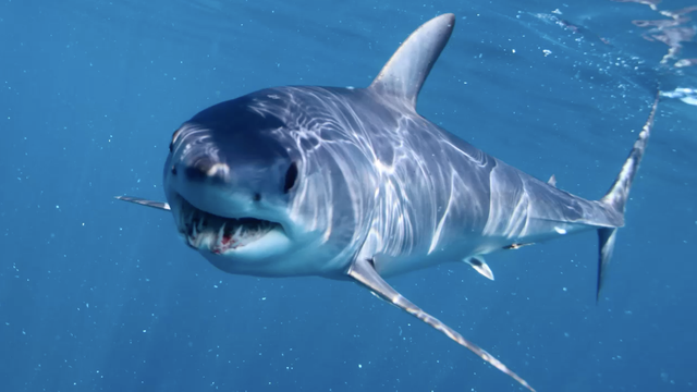 Sharks should be more afraid of us than we are of them