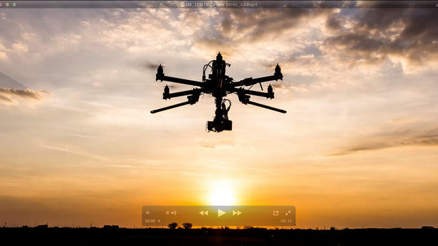 What can birds teach us about drone crashes?