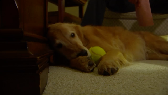 3D-printed dog nose may help sniff out drugs and bombs