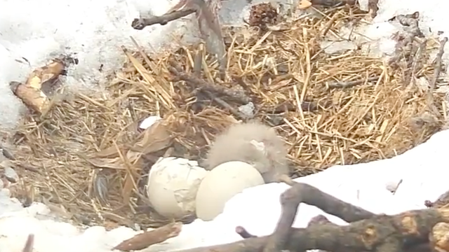 WELCOME BABY EAGLE! First eaglet hatches in southeast DC nest