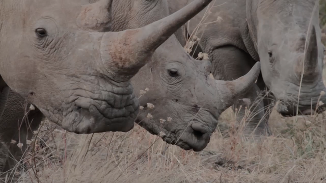 Ex-Special forces sniper joins worldwide battle to save rhinos