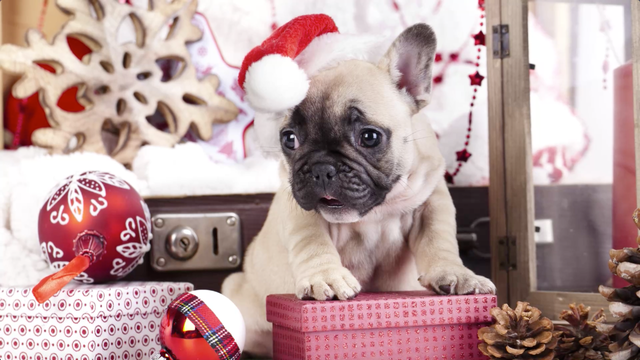 If you're ready for a commitment, consider giving a shelter animal this holiday