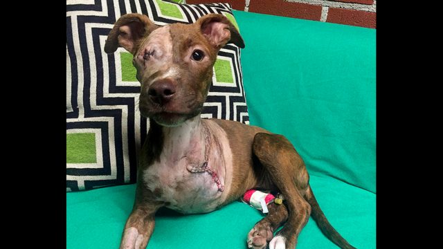 Puppy survives horrific case of animal cruelty with tail still wagging