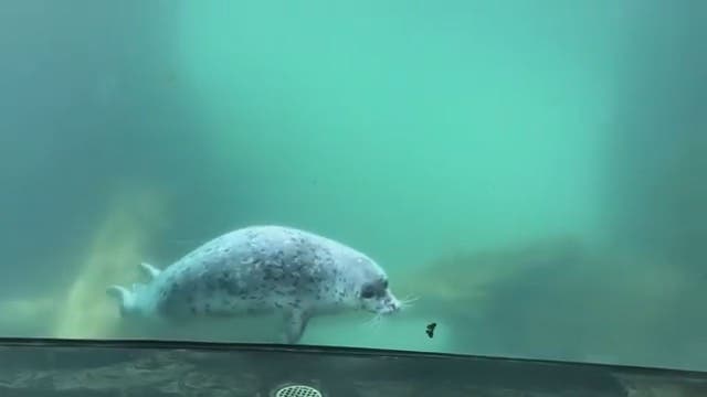 Game of chase: Oregon seal meets butterfly in zoo