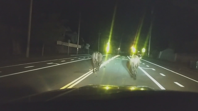 Rogue bovines on the moooooove: California cops escort cows home