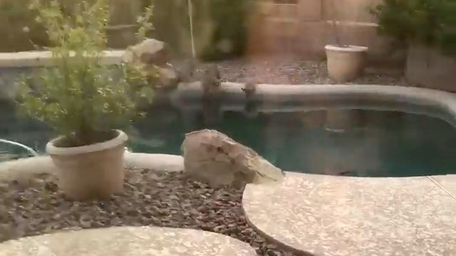 Watch: Bobcats drink from backyard pool in Arizona