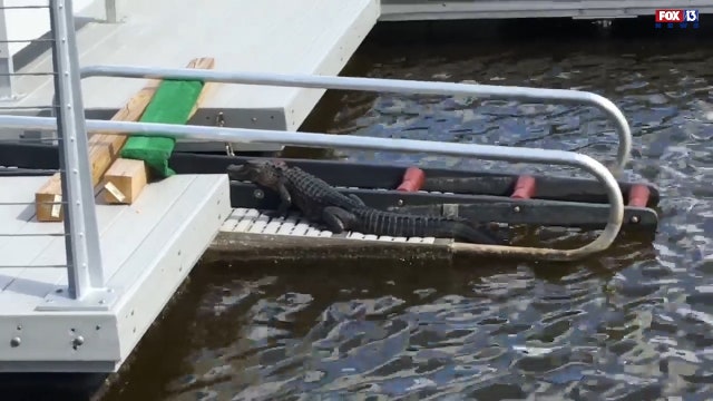 Gator takes break on dock near Tampa park