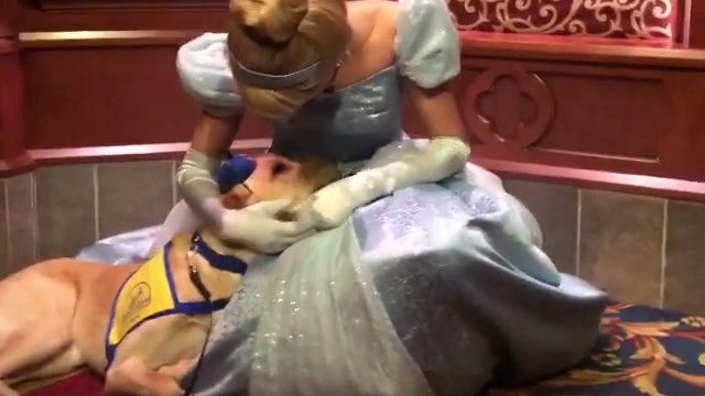 Service dog cuddles with Cinderella at Disneyland