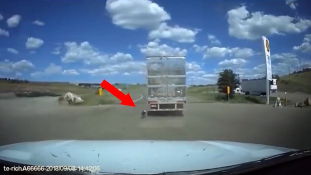 Sheriff's office volunteer's quick intervention saves dog tied to moving semi