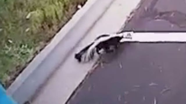 Flagstaff officers rescue skunk from yogurt container