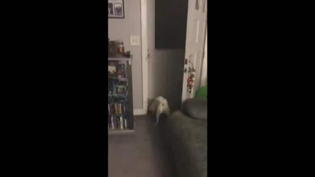 Dog reunited with owner after six-month long deployment