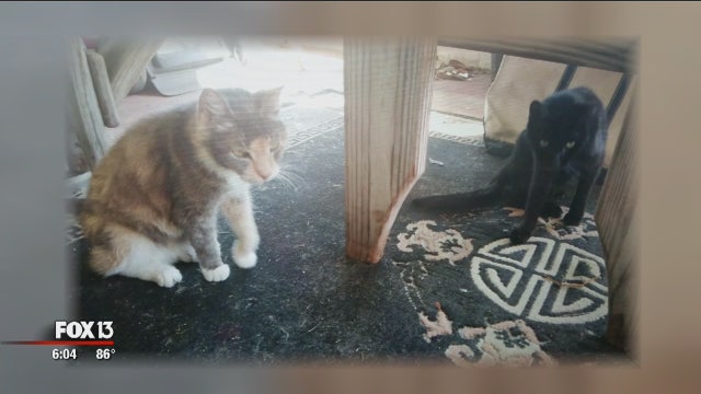 St. Pete police issue warning after cats mutilated