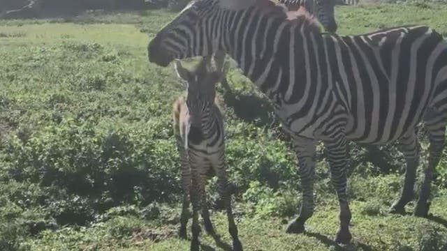 Florida park welcomes baby zebra