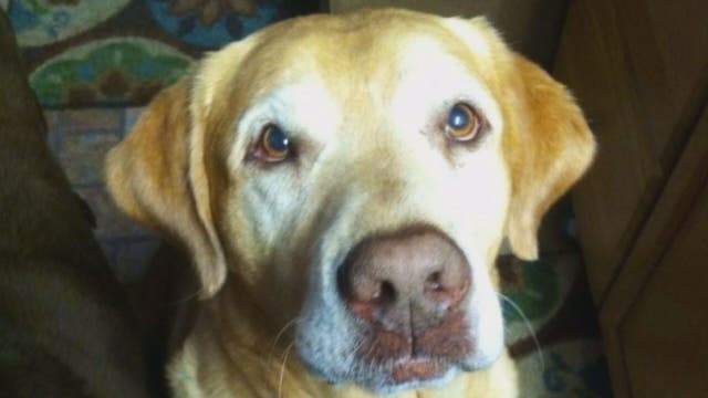 Va. man convicted of animal cruelty after dog dies from cancer gets charge dismissed