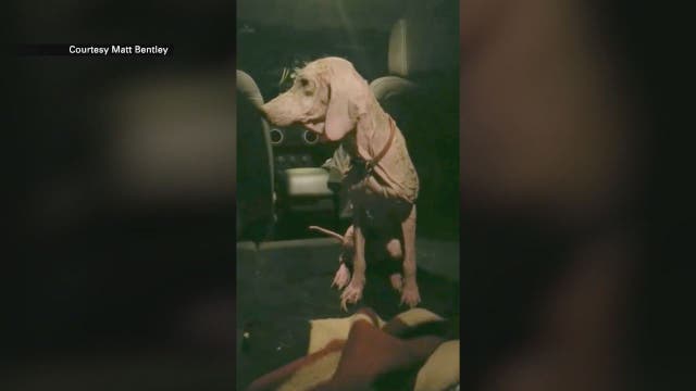 Dog found in Utah desert by off-roader