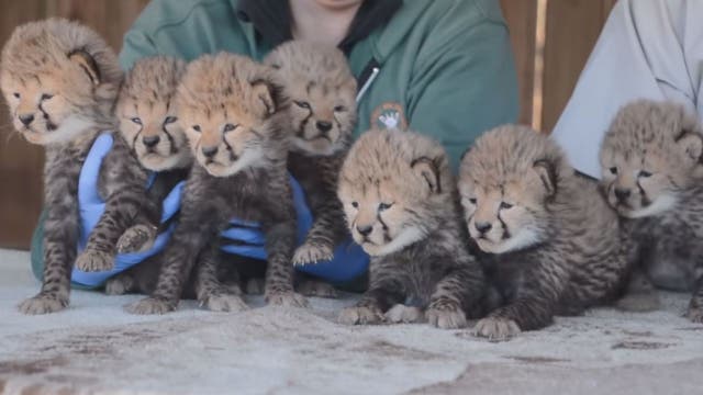 Metro Richmond Zoo welcomes rare litter of seven 'purrfect' cheetah cubs