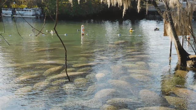 WATCH: Estimated 300 manatees huddle up at Three Sisters Springs