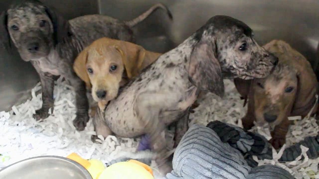 Puppies, abandoned in box, now 'eating like piglets'