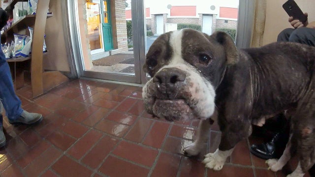 Donations pour in for abandoned bulldog