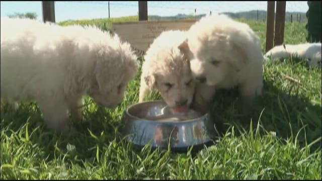 Dog gives birth to record 17 puppies