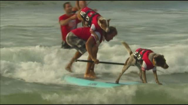 Pups in Australia take part in surfing competition