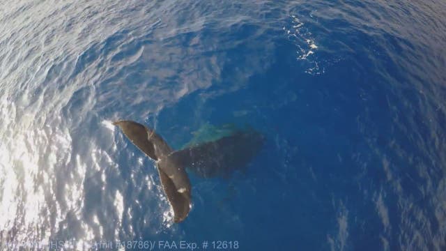Drone captures incredible video of rare whale behavior
