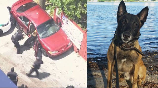 Miami PD: K9 bitten during wild Miami police chase is OK