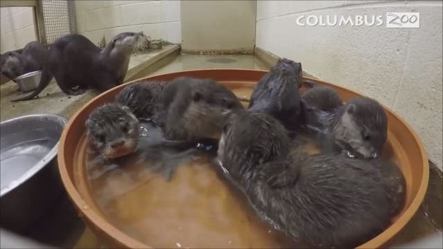 Five 'rambunctious' otter pups born at Columbus Zoo