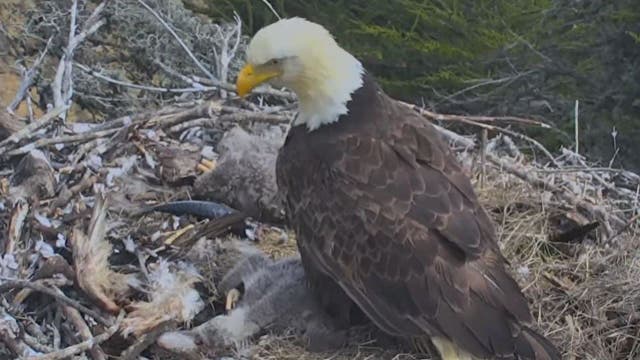 Nest cam captures eagles experiencing earthquake