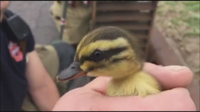 WATCH: Firefighters climb into drain to save ducklings