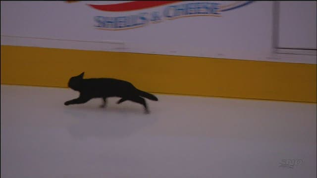 Black cat crosses path of hockey team on ice