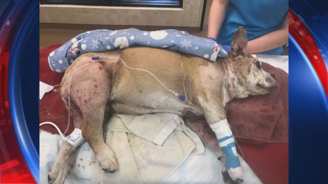 Dog stolen then returned, suspected of being 'bait' for dog fighting