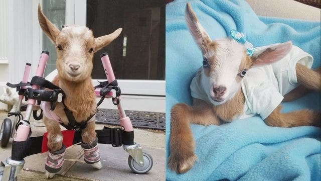 Sanctuary rehabilitates baby goats with special needs, Instagram page the cutest