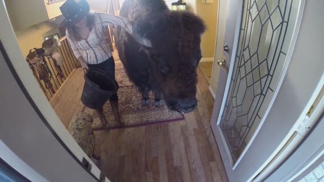 Family hopes to find new owner for house trained bison