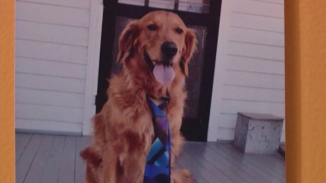 Dog runs away from home, checks himself into doggy daycare