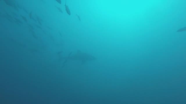Great white shark joins divers off Key West