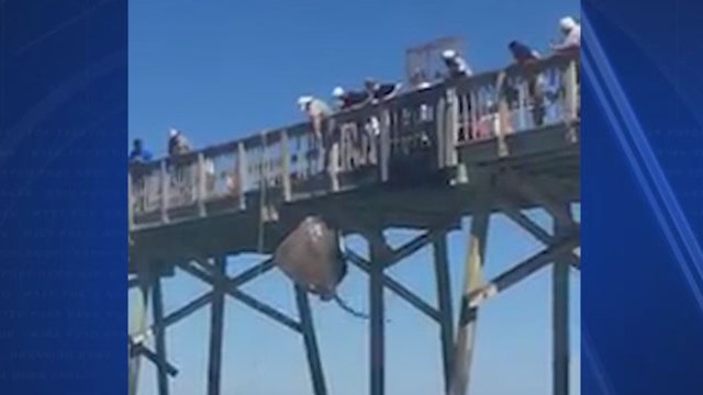 Massive roughtail stingray caught at Daytona Beach pier