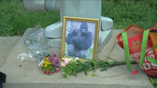 Cincinnati Zoo director defends killing gorilla to save boy