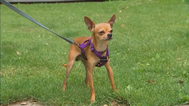 Chihuahua miraculously survives after being found in recycling truck
