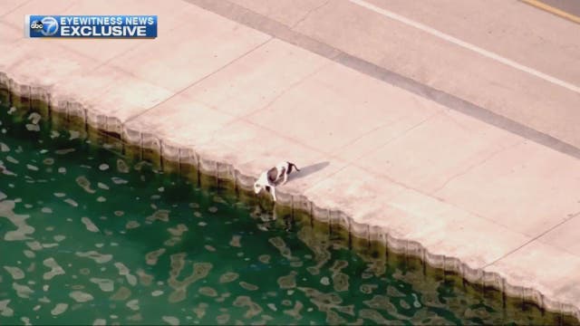 Chicago police officers rescue dog from Lake Michigan