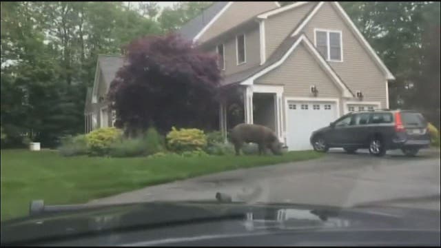 1,000 lb. escaped pet pig occupied with Frisbee at neighbor's home