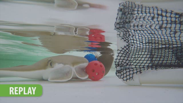 Cownose rays at Zoo Tampa predict World Cup winner