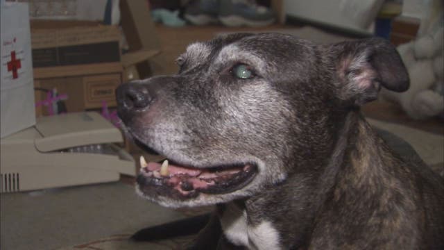 Dog doused with Drano in cruel home invasion