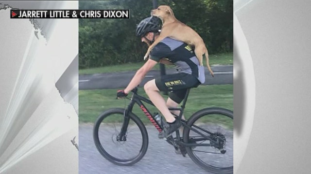 Bicyclist gives injured dog piggyback ride to veterinarian