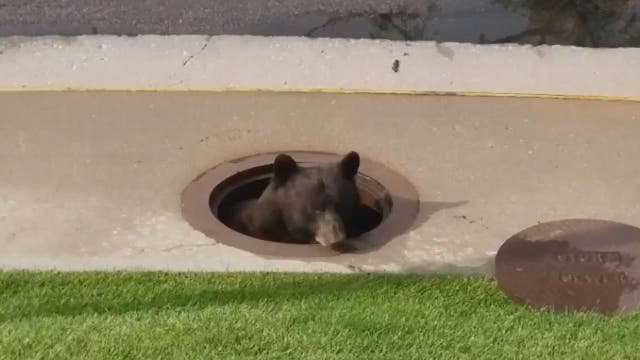 Bear hides out in storm drain