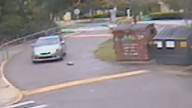 Deputies looking for driver who killed gopher tortoise